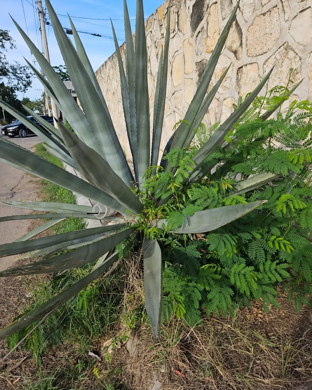 An agave plant growing against a limestone wall, its long blue-green leaves fanning out.
