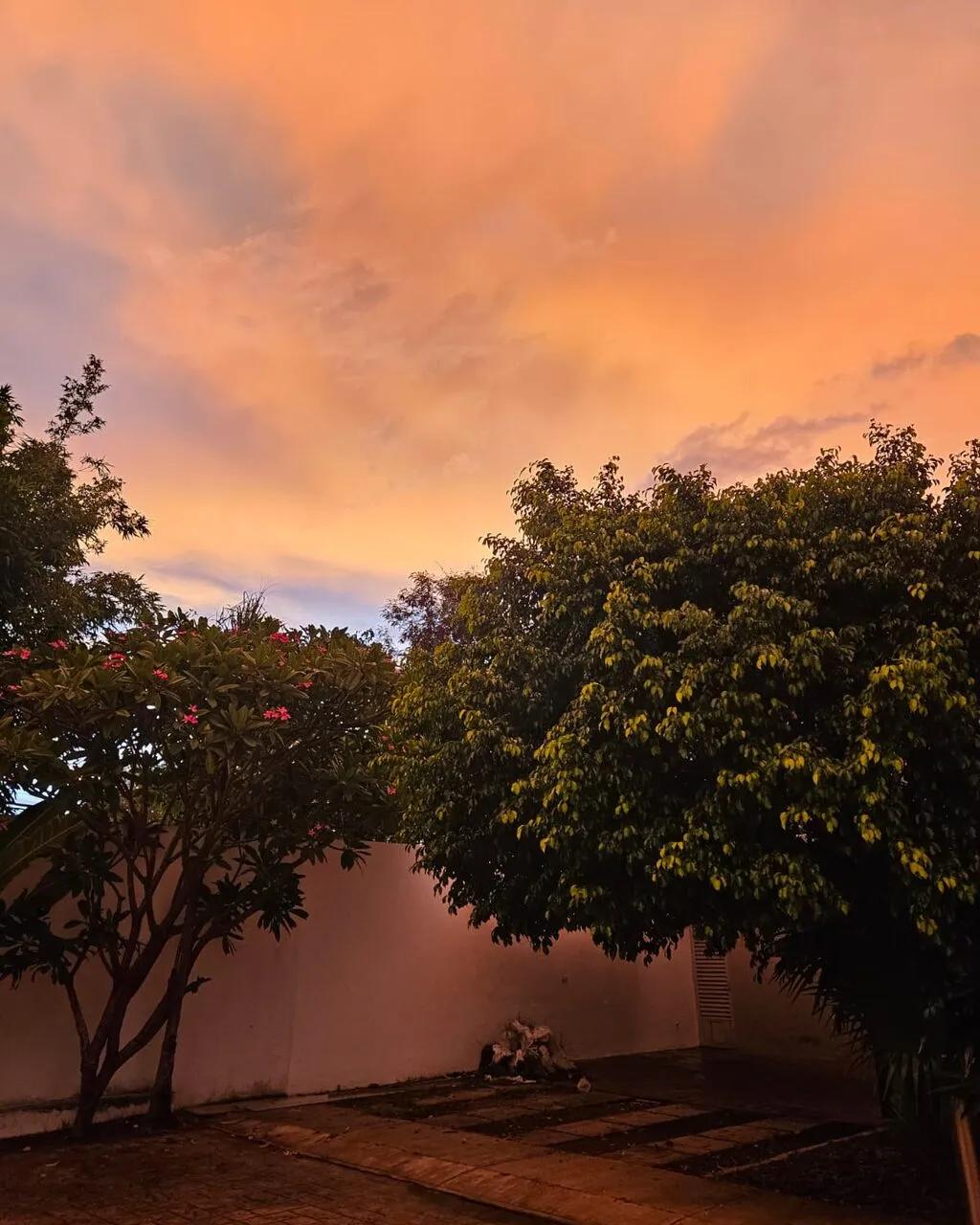 An orange sunset sky over flowering trees and a garden wall.
